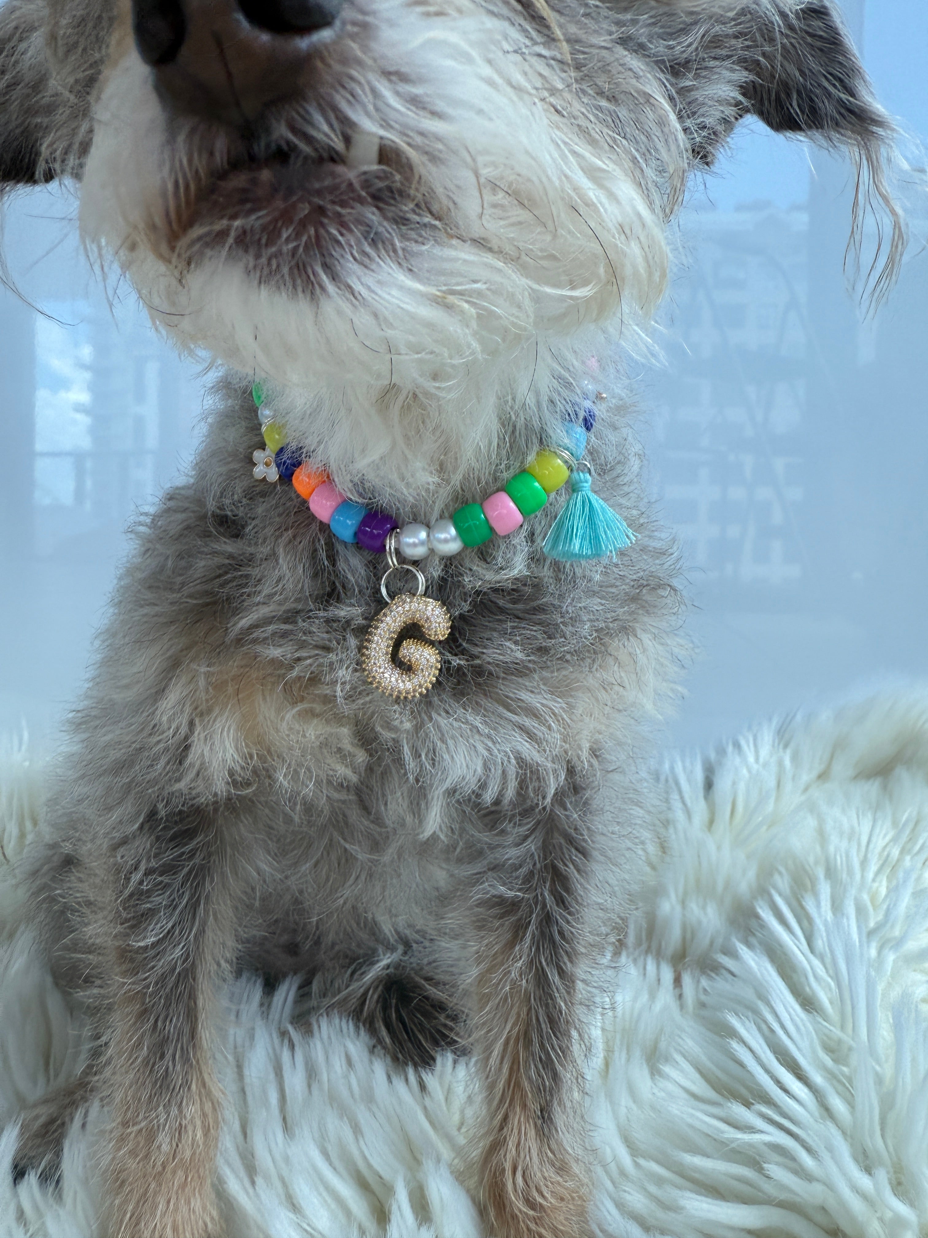 Charmed Pup